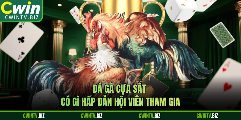 Đá gà cựa sắt có gì hấp dẫn hội viên tham gia 