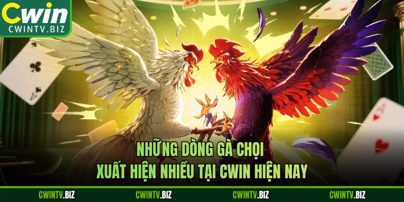 Những dòng gà chọi xuất hiện nhiều tại Cwin hiện nay