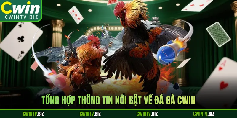 Tổng hợp thông tin nổi bật về đá gà Cwin 